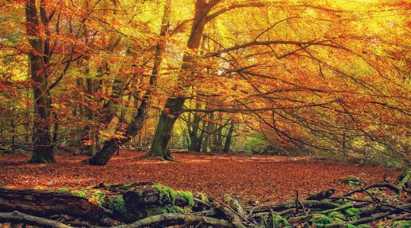 Autumn Forest Color Scheme » Image » SchemeColor.com