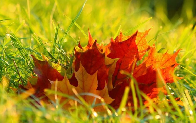 Autumn Tuft Color Scheme » Image » SchemeColor.com