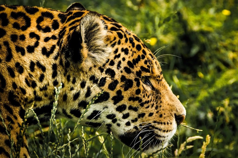 Jaguar Animal Colors